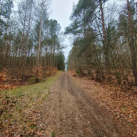Lesny Kacik